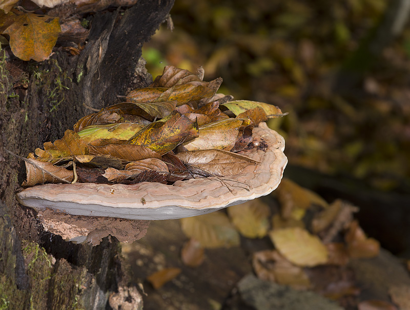 Ganoderma pfeifferi